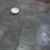 یک سگ حوالی شاجناباد پیدا شده