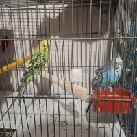 یک جفت مرغ عشق اماده تخم گزاری