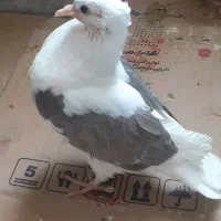 یک جوجه لکلوش تازه دان خور شده|پرنده|قم, نوبهار|دیوار