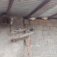 فروش مرغ و کبوتر|حیوانات مزرعه|یاسوج, |دیوار