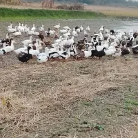 فروش اردکی محلی ۴ ماهه