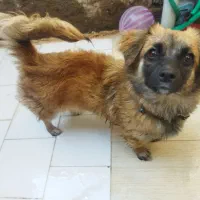 سگ پا کوتاه|سگ|سیرجان, |دیوار