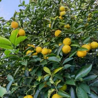 فروش پرتقال محلی و تامسون لیمو شیرین|خوردنی و آشامیدنی|آستانه اشرفیه, |دیوار