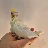 عروس هلندی سرلاکی نزدیک دان خور|پرنده|میناب, |دیوار