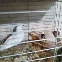 کبوتر سربری|پرنده|مبارکه, |دیوار