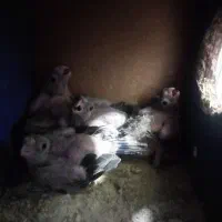 ۴عدد جوجه عروس هلندی ۲۵ روزه