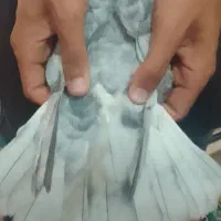 سلام به خدمت عشق بازنه