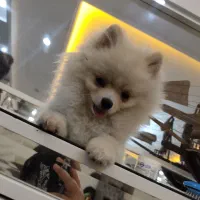 پامرین خرسی