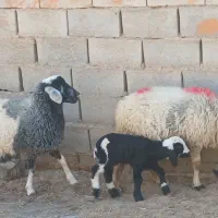 میش وبره|حیوانات مزرعه|بافق, |دیوار