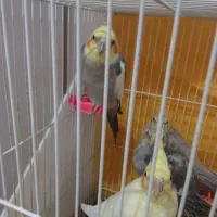 عروس هلندی جفت با جوجه