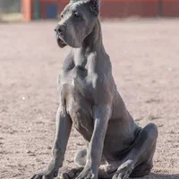 توله گریت دین های وارداتی شجره دار|سگ|تهران, الهیه|دیوار