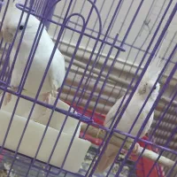 عروس هلندی البینوچشم شرابی