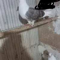 کبوتر پشتار مهر|پرنده|کرج, خرمدشت|دیوار