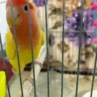 قناری|پرنده|یزد, |دیوار