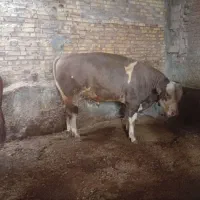 گوساله نر ۳ عدد