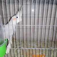 عروس هلندی/طوطی