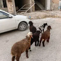 بره|حیوانات مزرعه|اهواز, کوی ملی راه|دیوار
