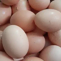 تخم مرغ محلی