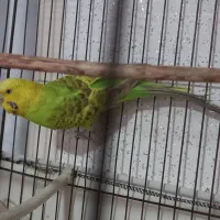 مرغ عشق ماده زیبا و سرحال