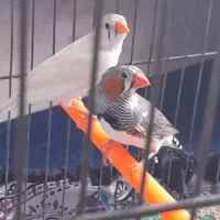 یک جفت فنچ