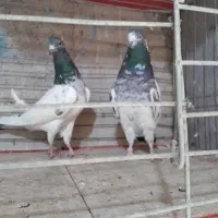 دو جفت کبوتر پرشی|پرنده|عنبرآباد, |دیوار