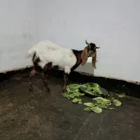 بز پاکستانی|حیوانات مزرعه|مهاباد (آذربایجان غربی), |دیوار