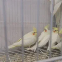 راهب دستی وعروس هلندی و....|پرنده|نیشابور, گنبد سبز|دیوار