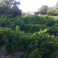 فروش باغ انگور در روستای گیجالی پایین|فروش دفتر صنعتی، کشاورزی، تجاری|بروجرد, |دیوار