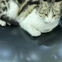 بچه گربه واگذاری|گربه|فردیس, شهرک شهید حسینی|دیوار