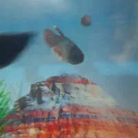 ماهی فایتر|ماهی|کنگاور, |دیوار