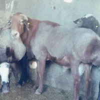 بره ماده