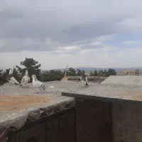 کبوتر