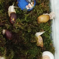 حلزون|خزنده|اهواز, زیتون کارمندی|دیوار