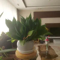 سانسوریا پاکوتاه|گل مصنوعی|مشهد, دانشجو|دیوار