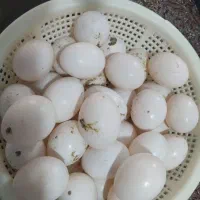 تخم‌تازه‌کبوتر