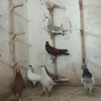 کفتر ،پرنده زرد و سرخ کله ،ساده ،سبز ،سار