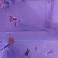 ماهی گوپی|ماهی|مشهد, امیریه|دیوار