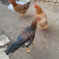 ۳ مرغ تخم گذارسالم وسرحال ویک خروس لاری