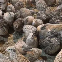 بلدرچین محلی روستایی