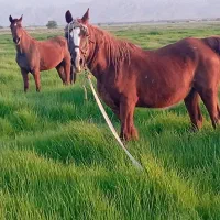 اسب|اسب و تجهیزات اسب‌سواری|گله دار, |دیوار