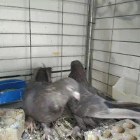 قهوه ای ساده پاپر درجه یک