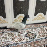 کبوتر|پرنده|زابل, |دیوار