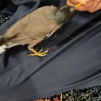 مرغ مینا رام دستی|پرنده|شهریار, شهرک بهاران (ویره)|دیوار