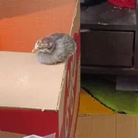 جوجه یک روزه