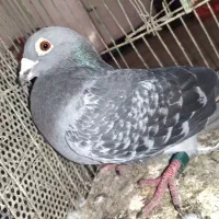 مسافتی|پرنده|مینودشت, |دیوار