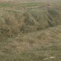 تروشت گوش دراز وگاه گندم وگیده در لادیز