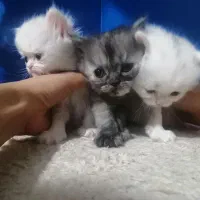 گربه پرشین|گربه|کرمانشاه, |دیوار