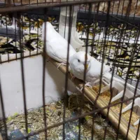 مرغ عشق هلندی سفید