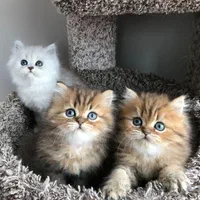 مجموعه گربه های اشرافی (پرشین بریتیش اسکاتیش)