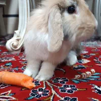 خرگوش باهوش